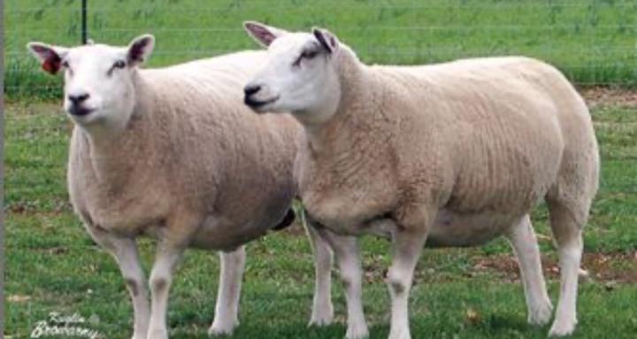 FLY Farm:The Agricultural Bag