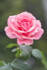 Sowndharya S