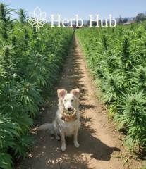 Panagiotis Papavasileiou