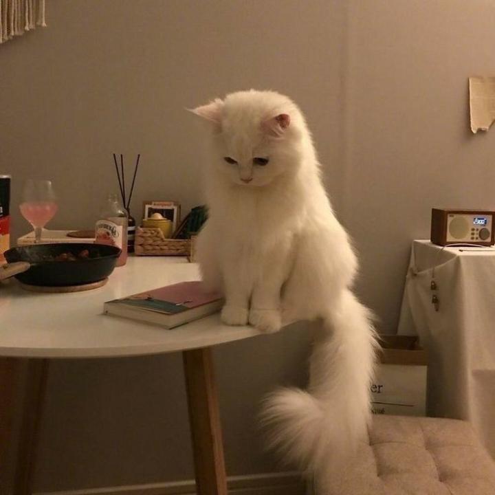 Mi Mi