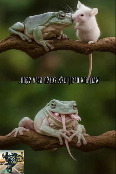 דניאל טירי