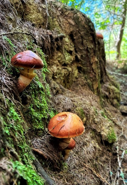 Autumn fungus 