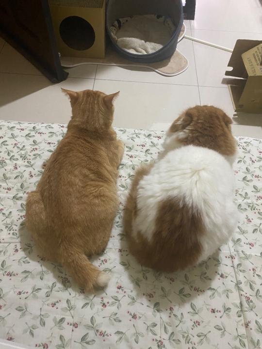 小米 こよね