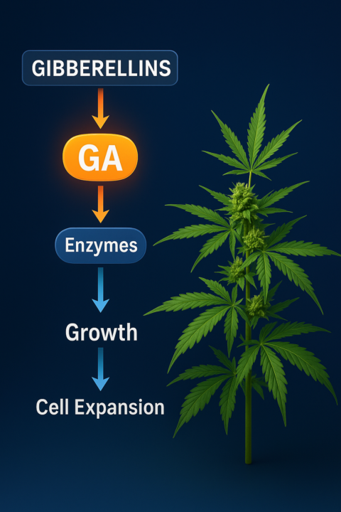 gibberillins explained