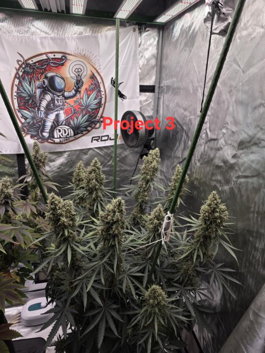 Photoperiod plants 8weeks of flower