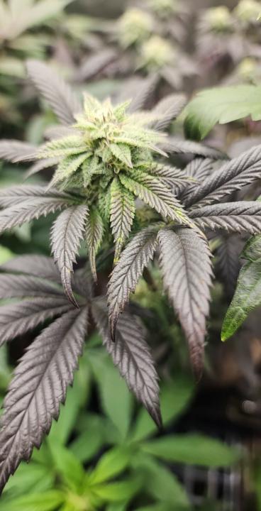 Feed me genetics week 7 of flower