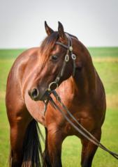 Christine Westersund