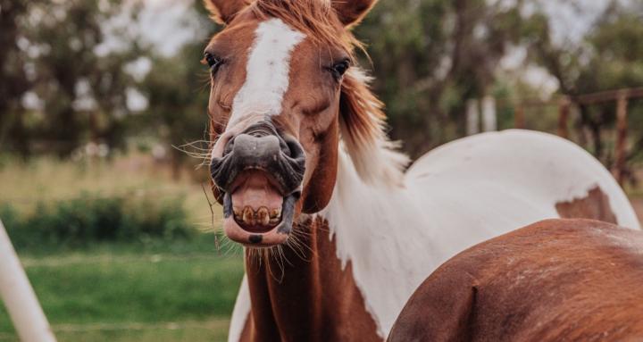 Equine Tips And Tricks