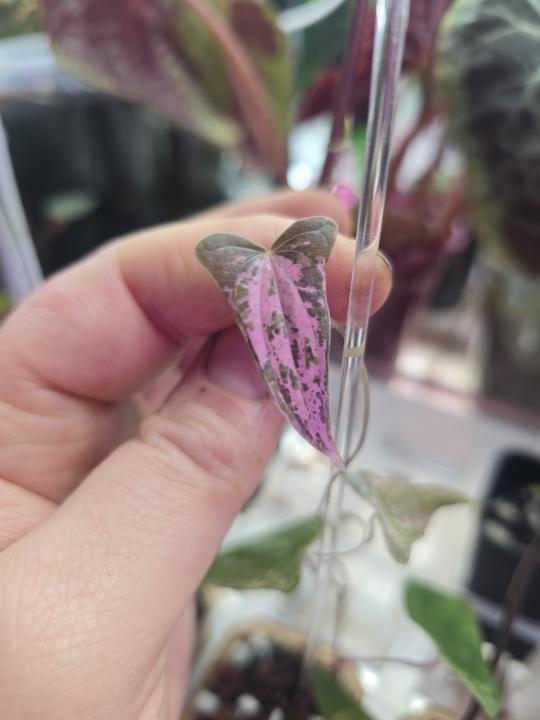 Show me your most colorful plants 💖