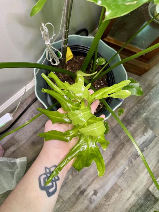 New leaves for the new season! 