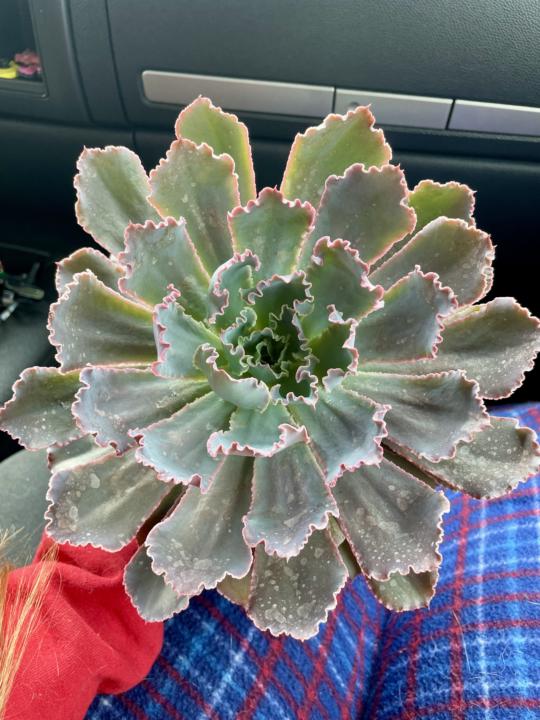 New Plant! 