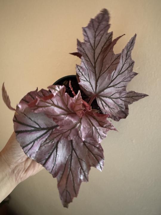 Begonia Lamoon