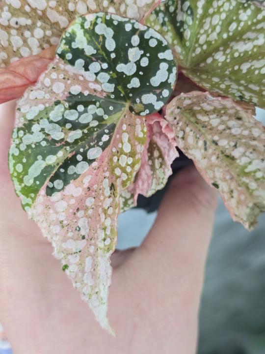 Let's see your new leaves and plants! 