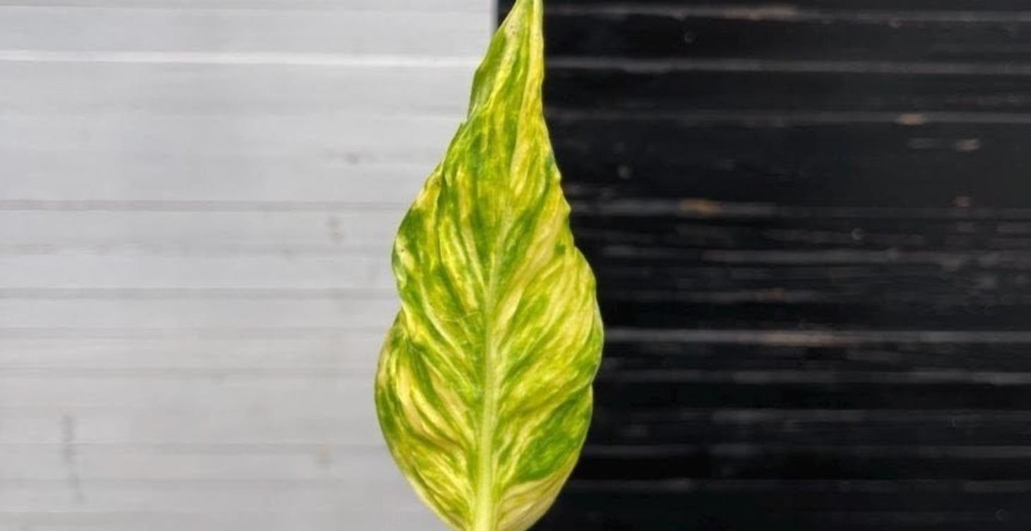 Teruno Cultivars ✨