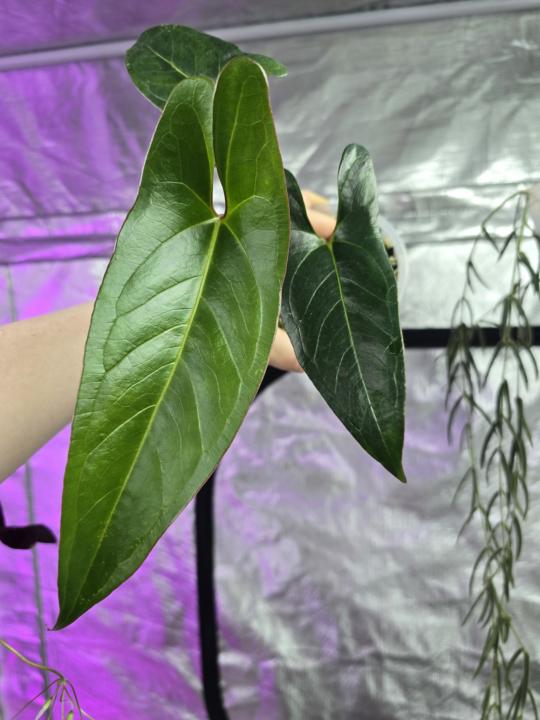 New Anthurium Emergents always bring me joy. Which plants brought you joy today? 