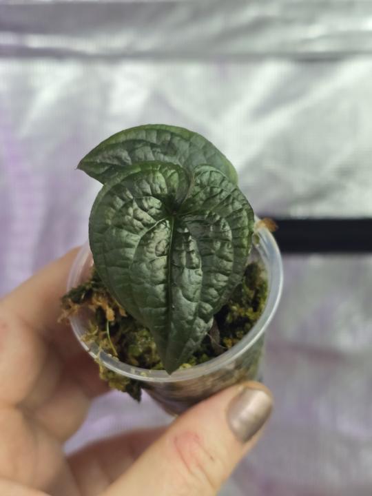 Anthurium Clidemioides- Rare, vining plant