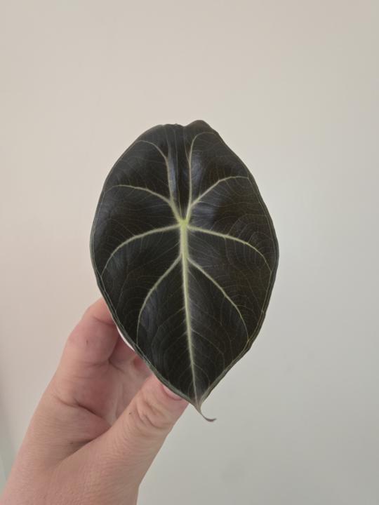 What's your favorite non-variegated plant? 