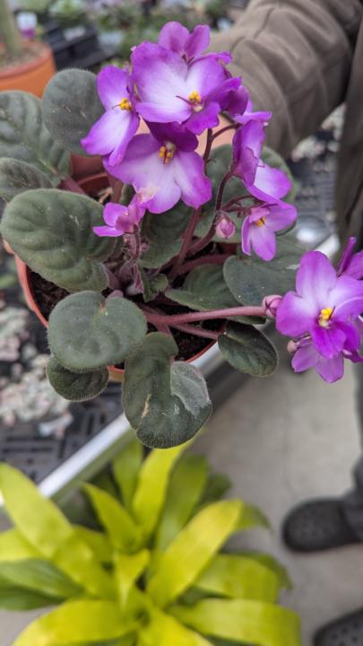 🌺