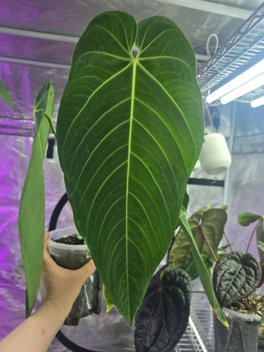 🌿Show me some of your new leaves 🌿 