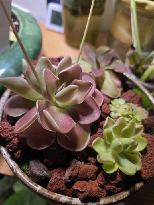 Pinguiculas! Here are a few on my pings (butterworts)