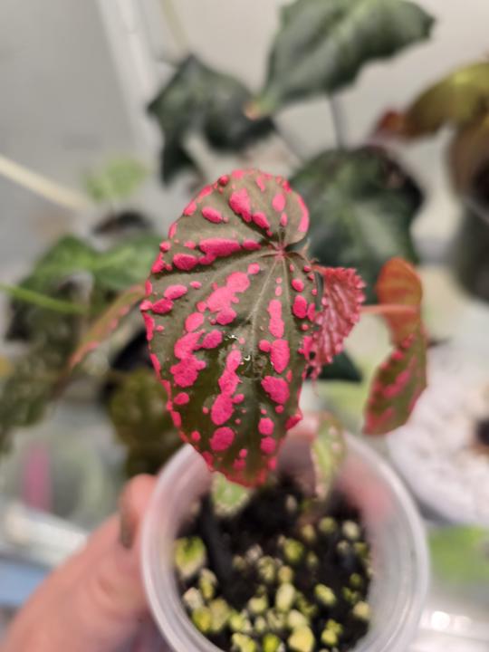 So bright, you might need sunglasses 