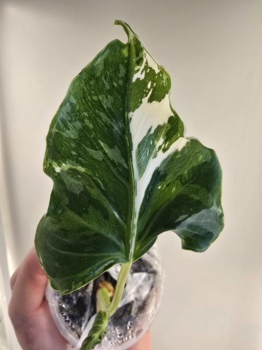 I just love this new leaf 🍃 😍 