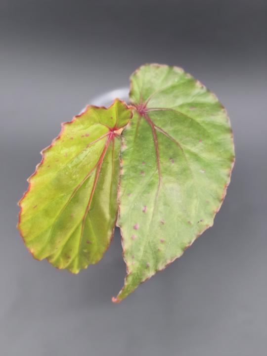 What are some of your favorite plants that sold this week? 