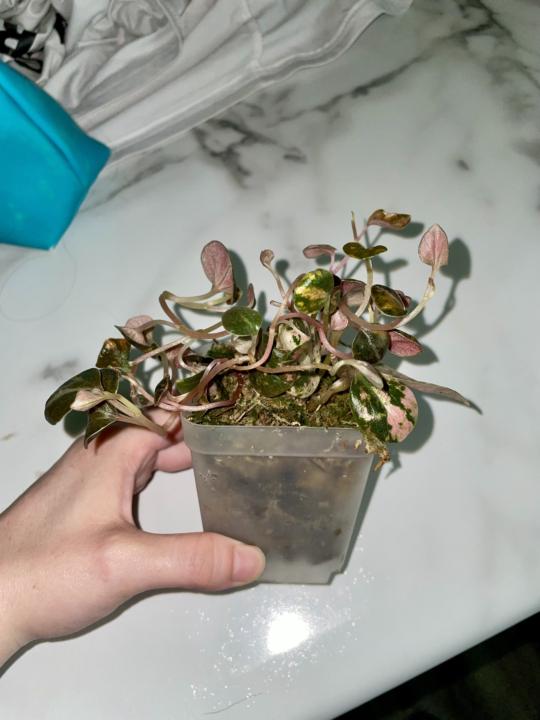 New plant! 