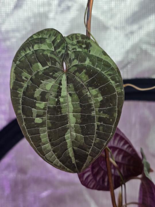 New plant haul from LeafLaneRarePlants