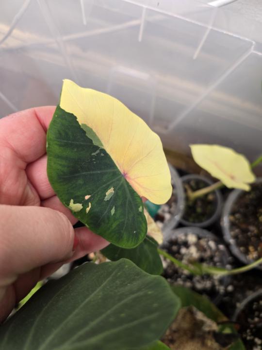 Colocasia have such vibrant colors