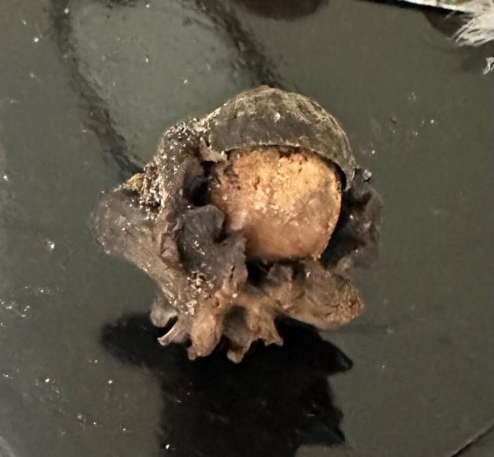 Jude MedMush Ierardi