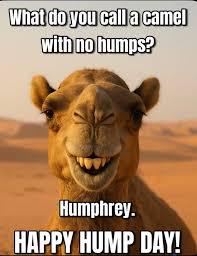 Happy Hump Day