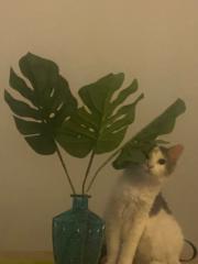 Constantine Kessarios