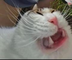 Oliver Song