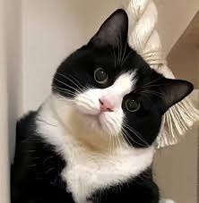 Анатоли Кърчев