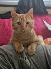 Sleyü Myliese