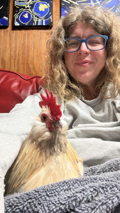 Just teaching math… with my lap chicken 