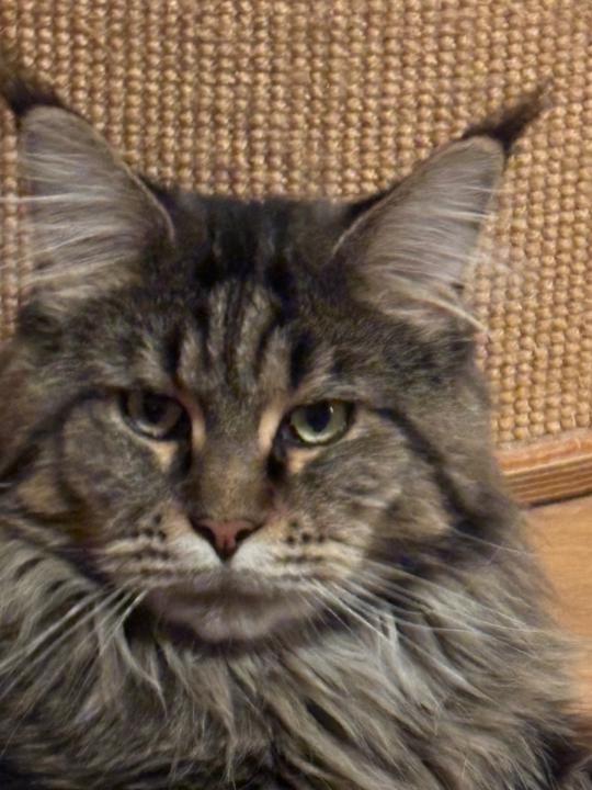 Angelika Susanne Kneifel