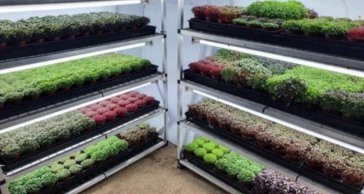 Just Microgreens