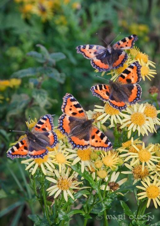 Die Natur erfreut sich der Einfachheit