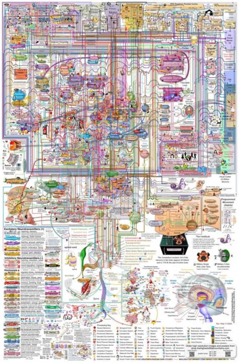 خريطة لكيفية عمل الدماغ