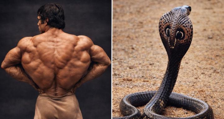 The Cobra Method