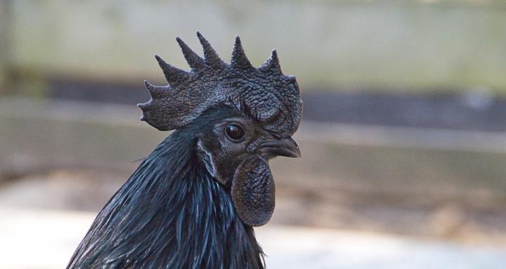 Melanin Chicken