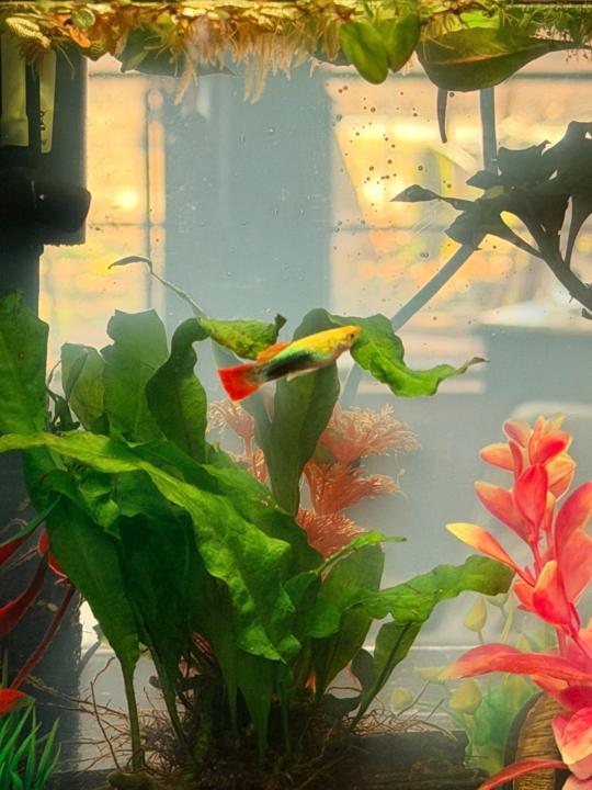 Mickey Hanselman Triesch