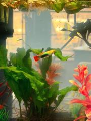 Mickey Hanselman Triesch