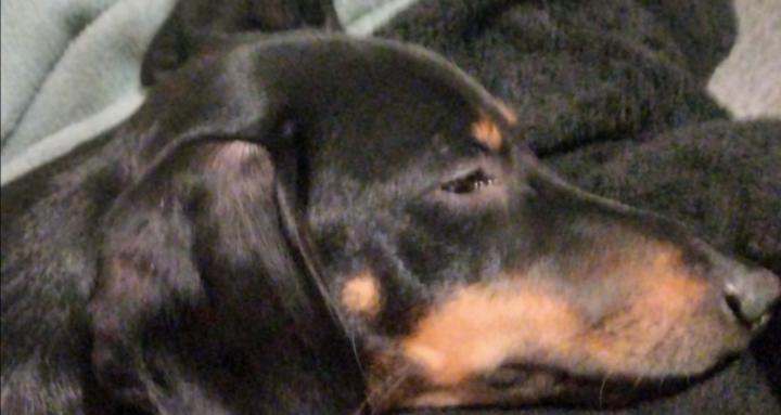 Digitaler Dackelclub