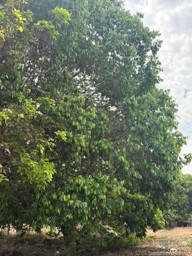 Mohammed Ait-Haddou Mouloud