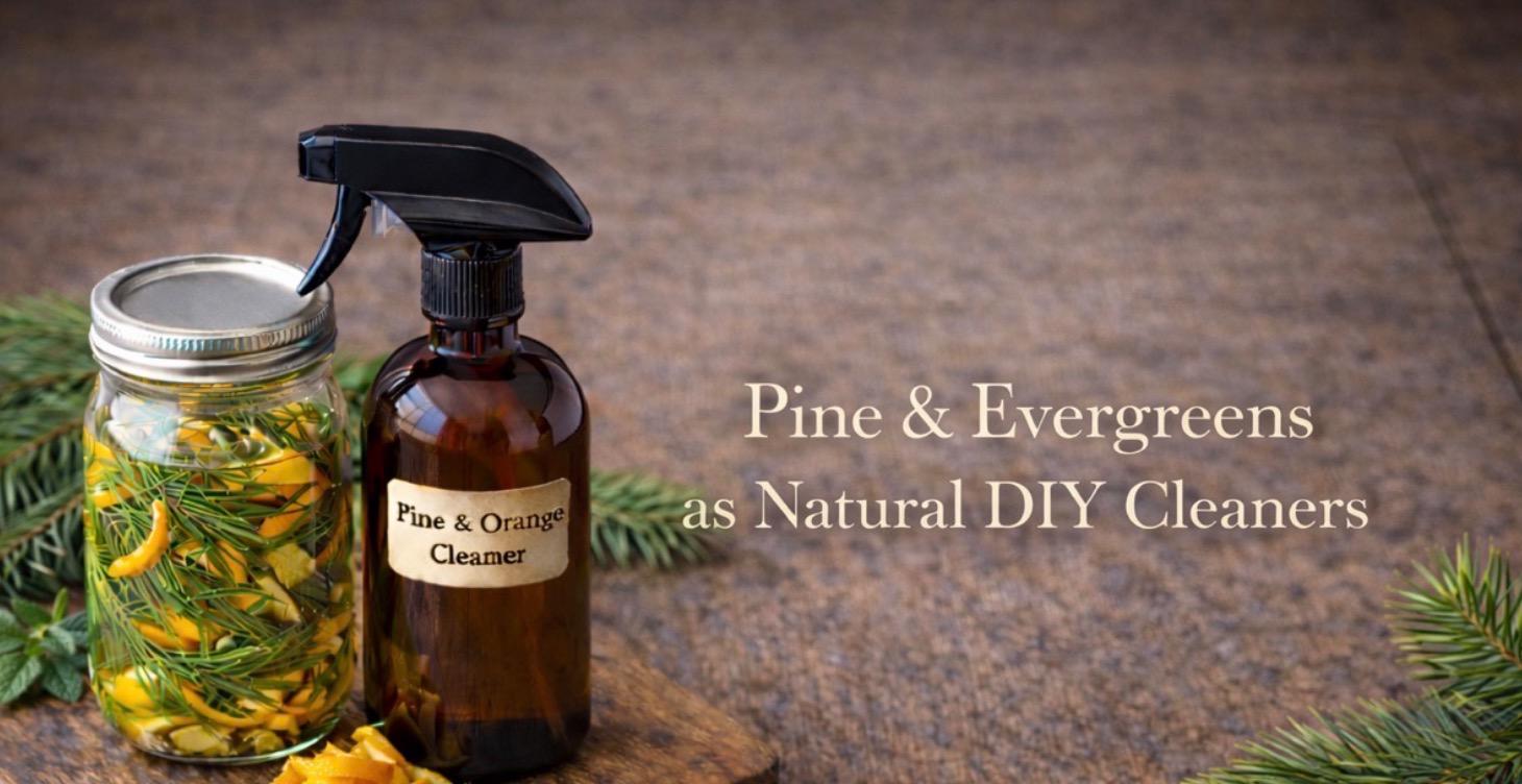 Pine & Evergreens as Natural DIY Cleaners