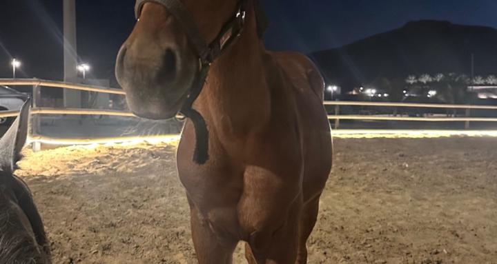 AMIRAS HORSE