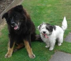 Angel Haa